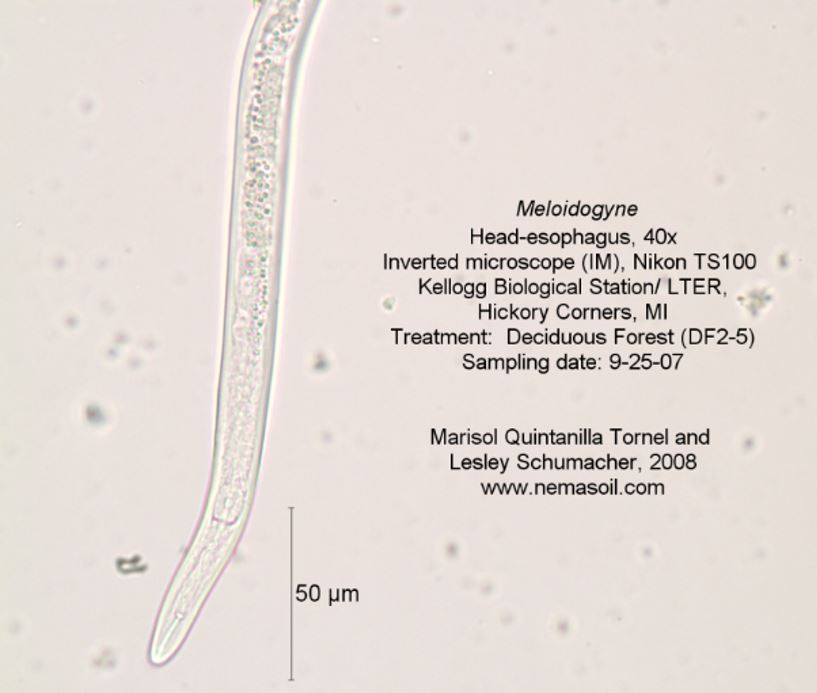 Meloidogyne hapla